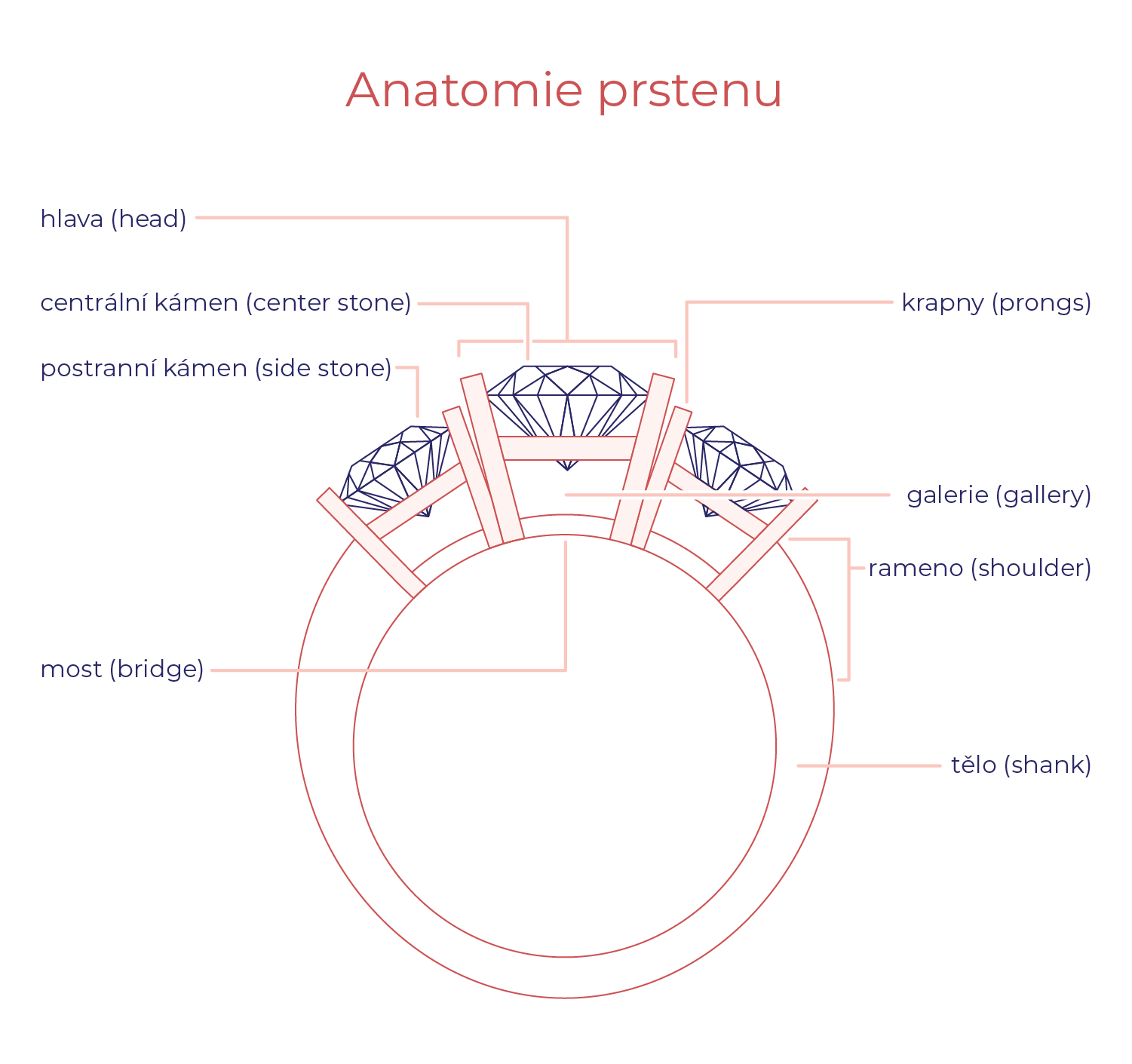Anatomie prstenu